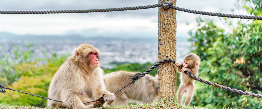 Monkeys playing in Arashiyama mountain, kyoto