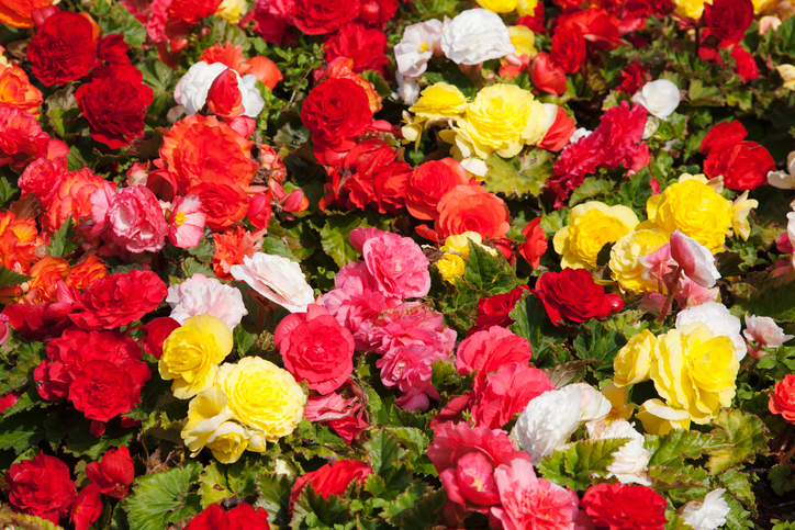 begonias multi coloured