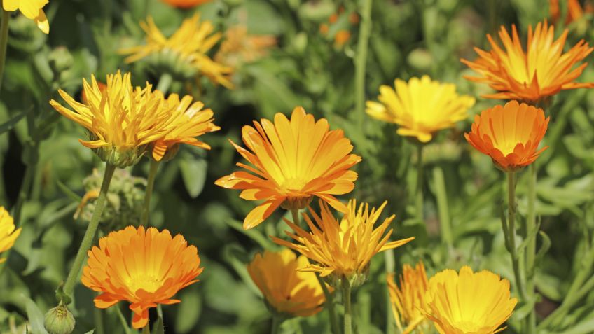 calendula