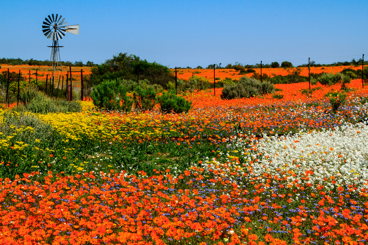Windmill and spring flowers