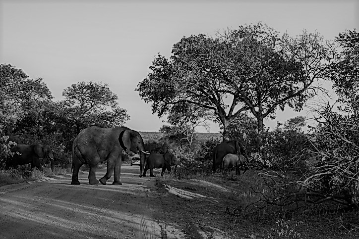 Dutch tourist group cuts South Africa visit short after armed bus robbery