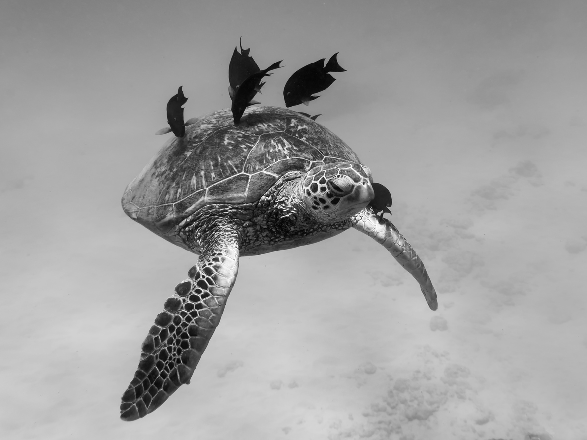 Las Palmas de Gran Canaria acoge la X edición de Fotosub