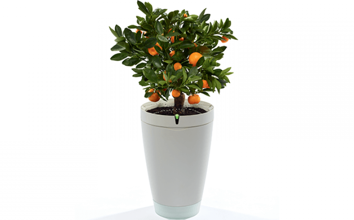 Parrot Pot, the smart self-watering flowerpot