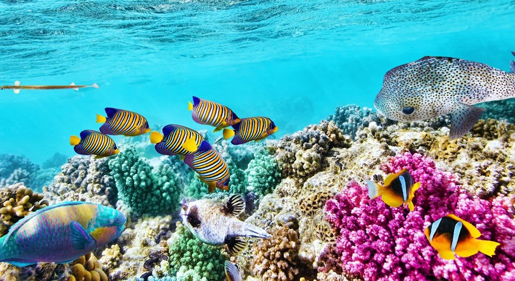 Starfish eating Australia’s Great Barrier Reef alarm scientists