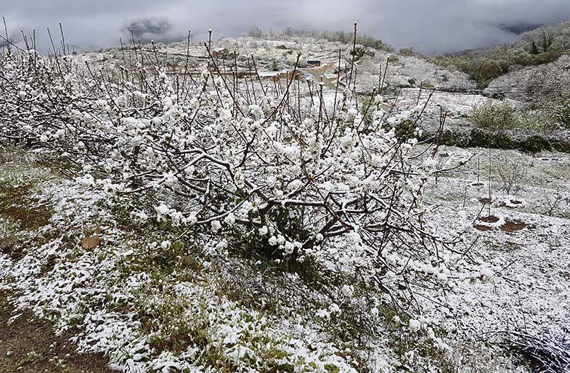 Los cerezos en flor del Jerte, más blancos que nunca debido a la nieve