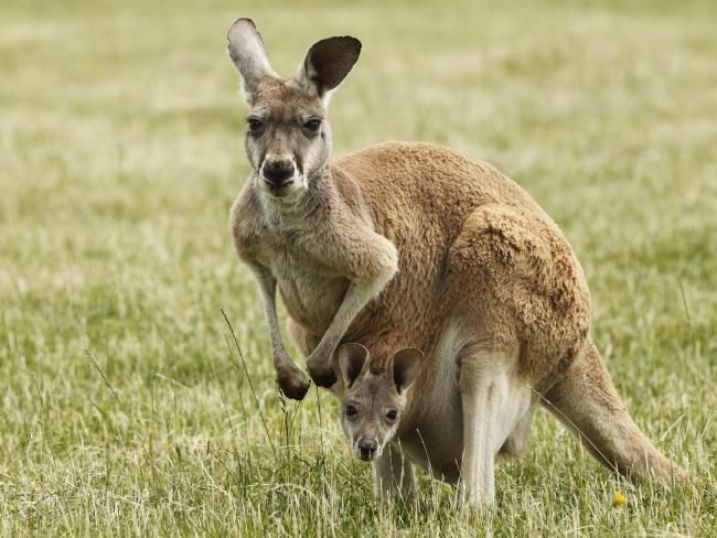 Carrot-addicted kangaroos hopping mad at tourists