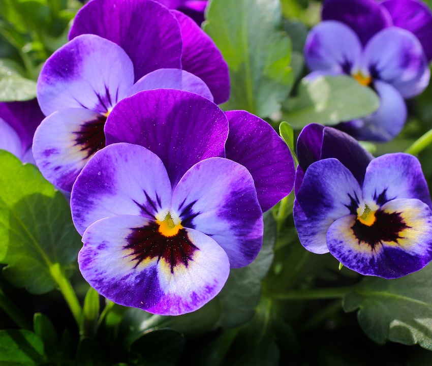 Violeta flor de Viola odorata