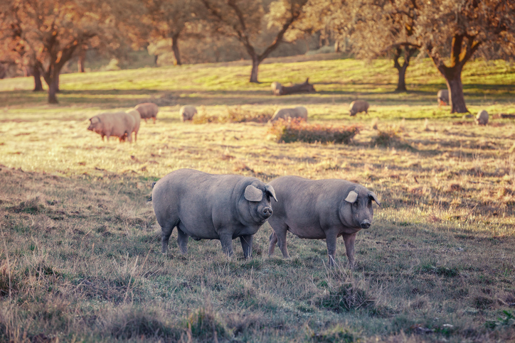 Extremadura demanda un enfoque ibérico para el turismo de España y Portugal