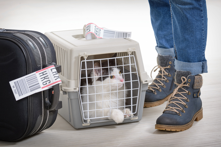 Airlines must continue to accept service animals