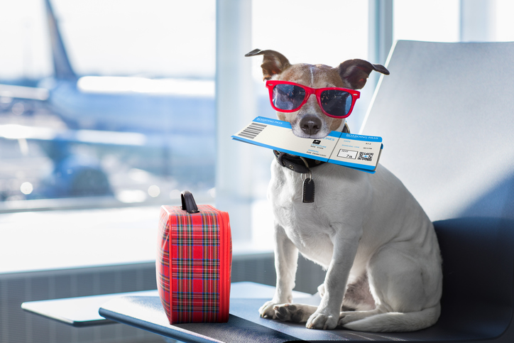 United Airlines resumes pet transport program after missteps
