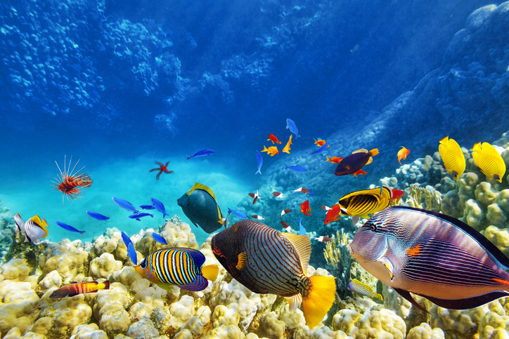Caribbean set to ride “blue economy” wave, say economists