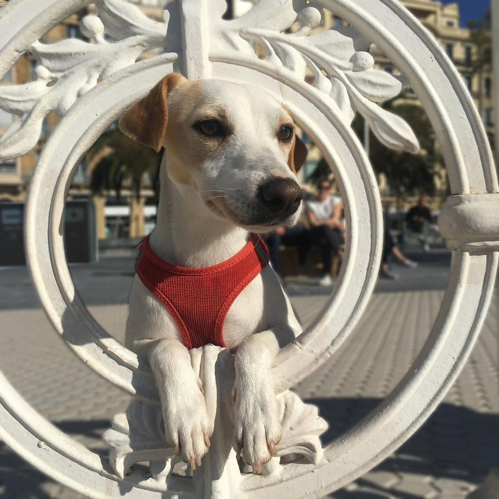 Pipper, un perro turista e “influencer” para promocionar turismo con mascotas