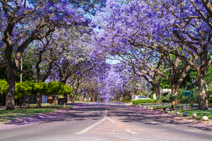 South Africa’s spring flowers bloom