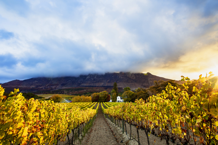 Vinotherapy and wellness tourism in South Africa