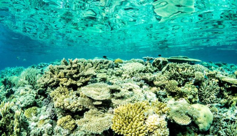 New Caledonia restricts tourism, bans fishing at Pacific reefs
