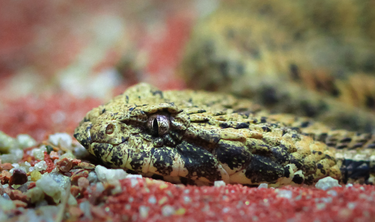 Egyptian in Red Sea resort town charms snakes to sleep