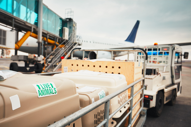 “No-deal” Brexit would hit trucks, airlines and pet owners