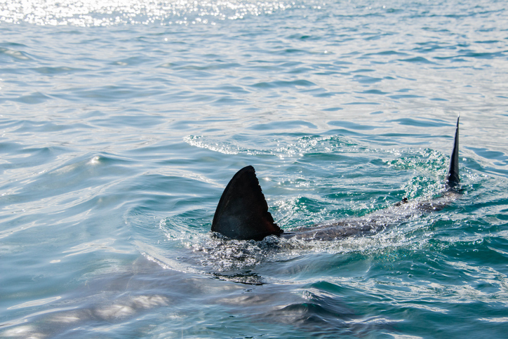 Australian man dies after shark attack in popular tourist area