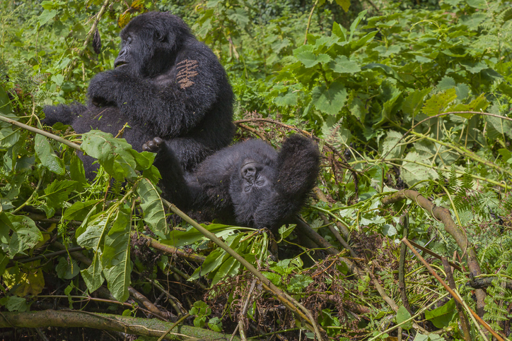 Congo’s Virunga park reopens eight months after deadly ambush