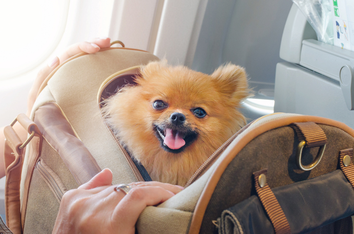 American Airlines makes changes to Emotional Support Animal Policy