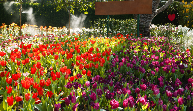 Bélgica abraza la primavera con un millón y medio de flores