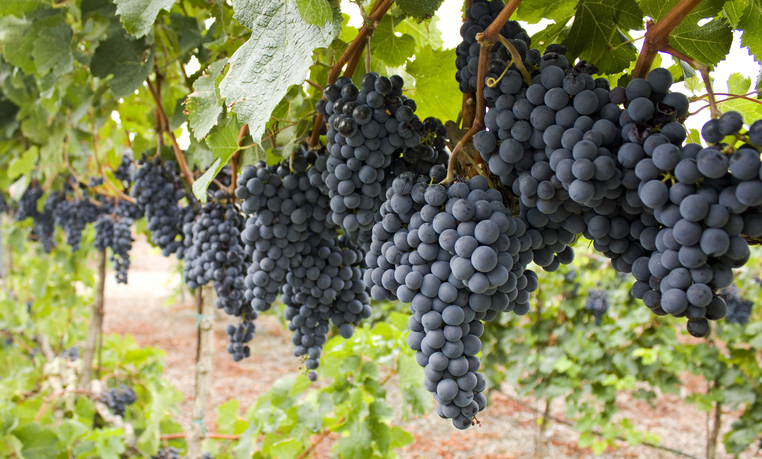 Manzanos Wines invierte 20 millones en un complejo enoturístico en Haro