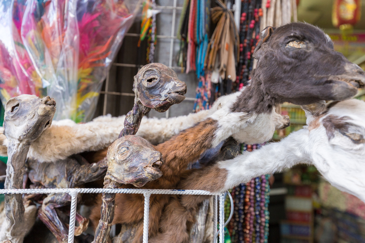 El turístico Mercado de Brujas es declarado Patrimonio Inmaterial de La Paz