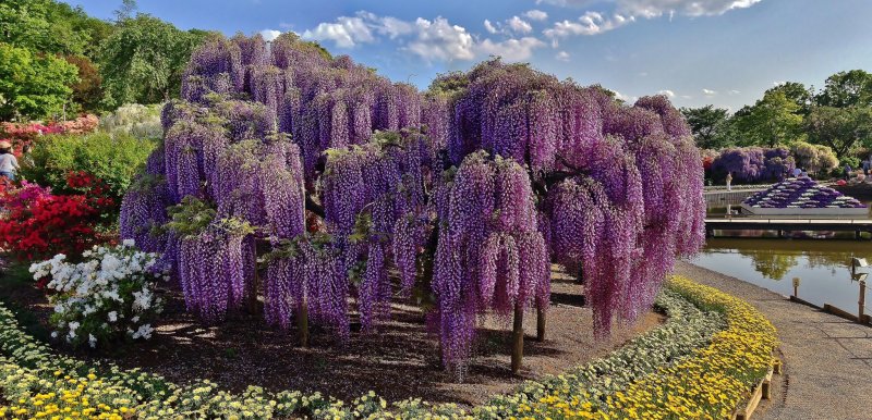 tochigi-wisteria-at-ashikaga-flower-park-tochigi-76114