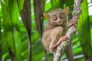 Tarso-primate-sulawesi.