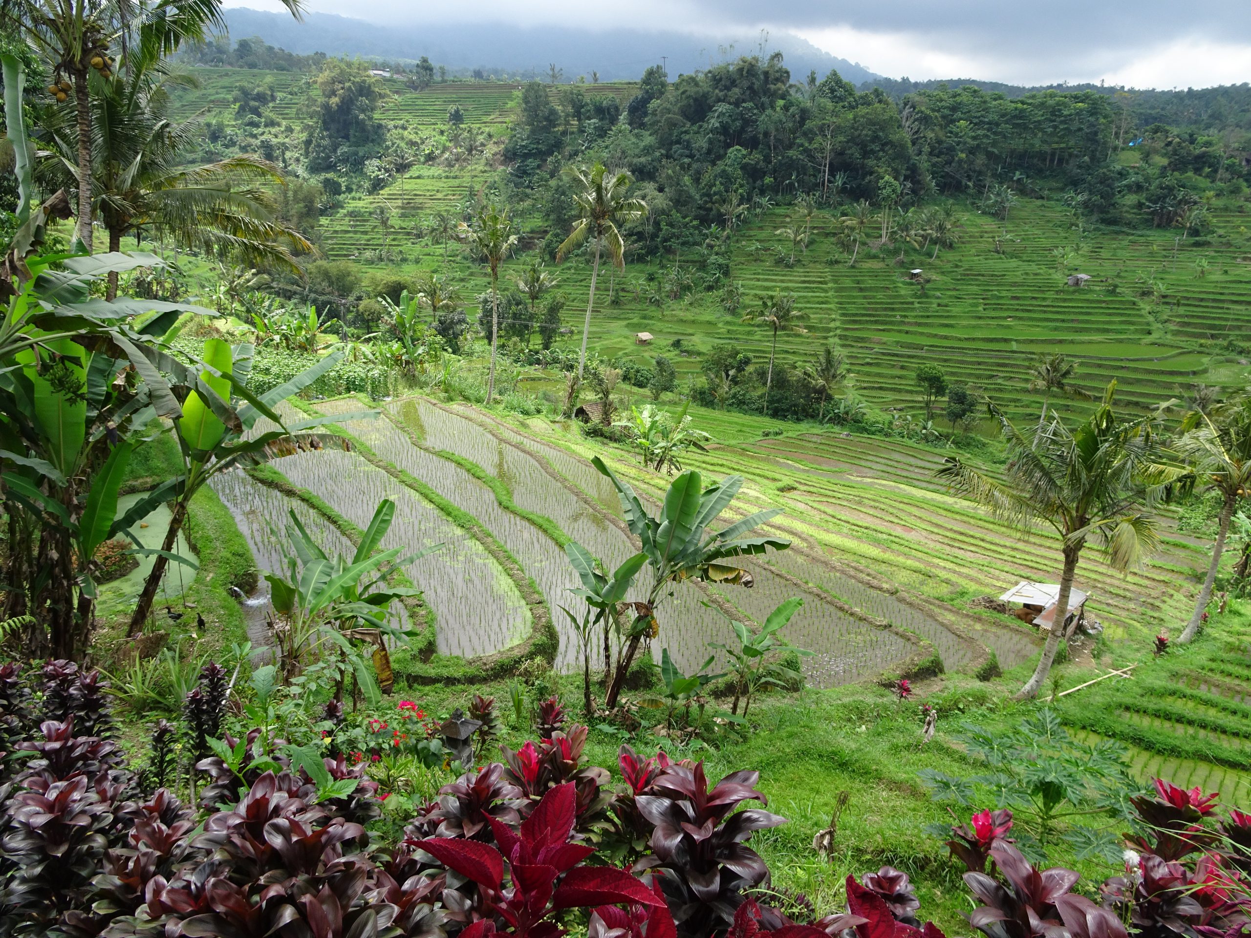 arrozales_jatiluwih_norte_de_bali
