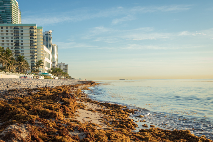 Seaweed washing up on Mexico’s top beaches a ‘minor’ problem -president