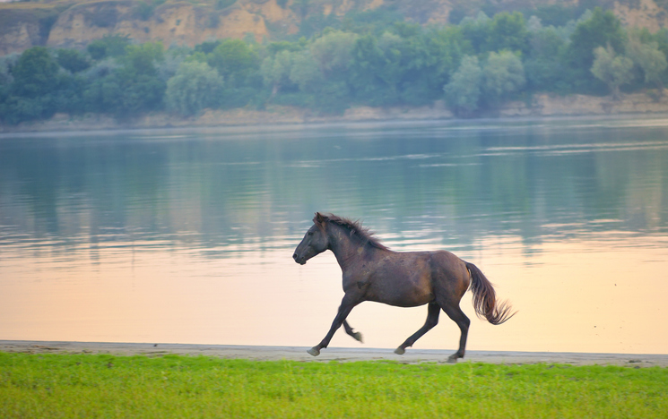 caballo-salvaje-rio-danubio