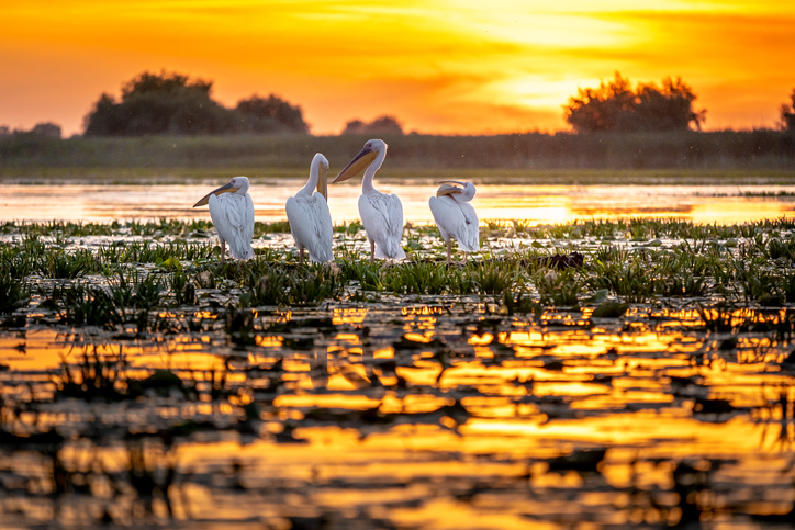 Pelicans-at-sunrise-danube-delta