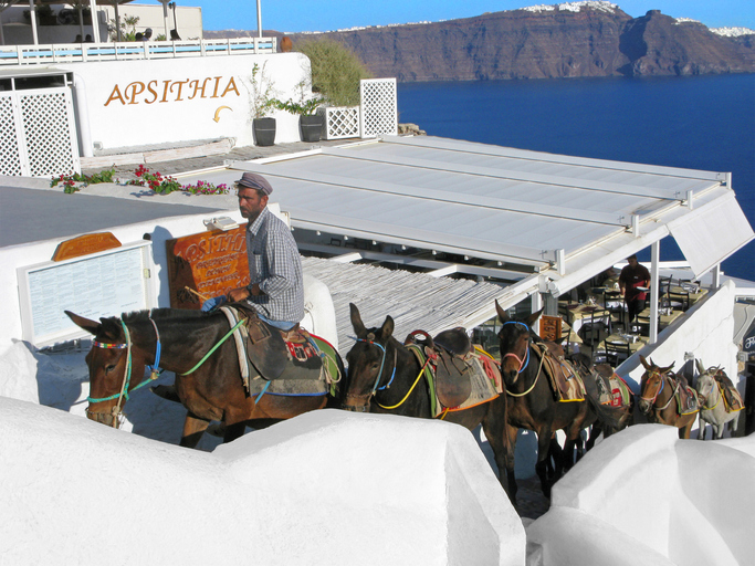 Animal rights group says Greece covering up Santorini donkey ‘abuse’