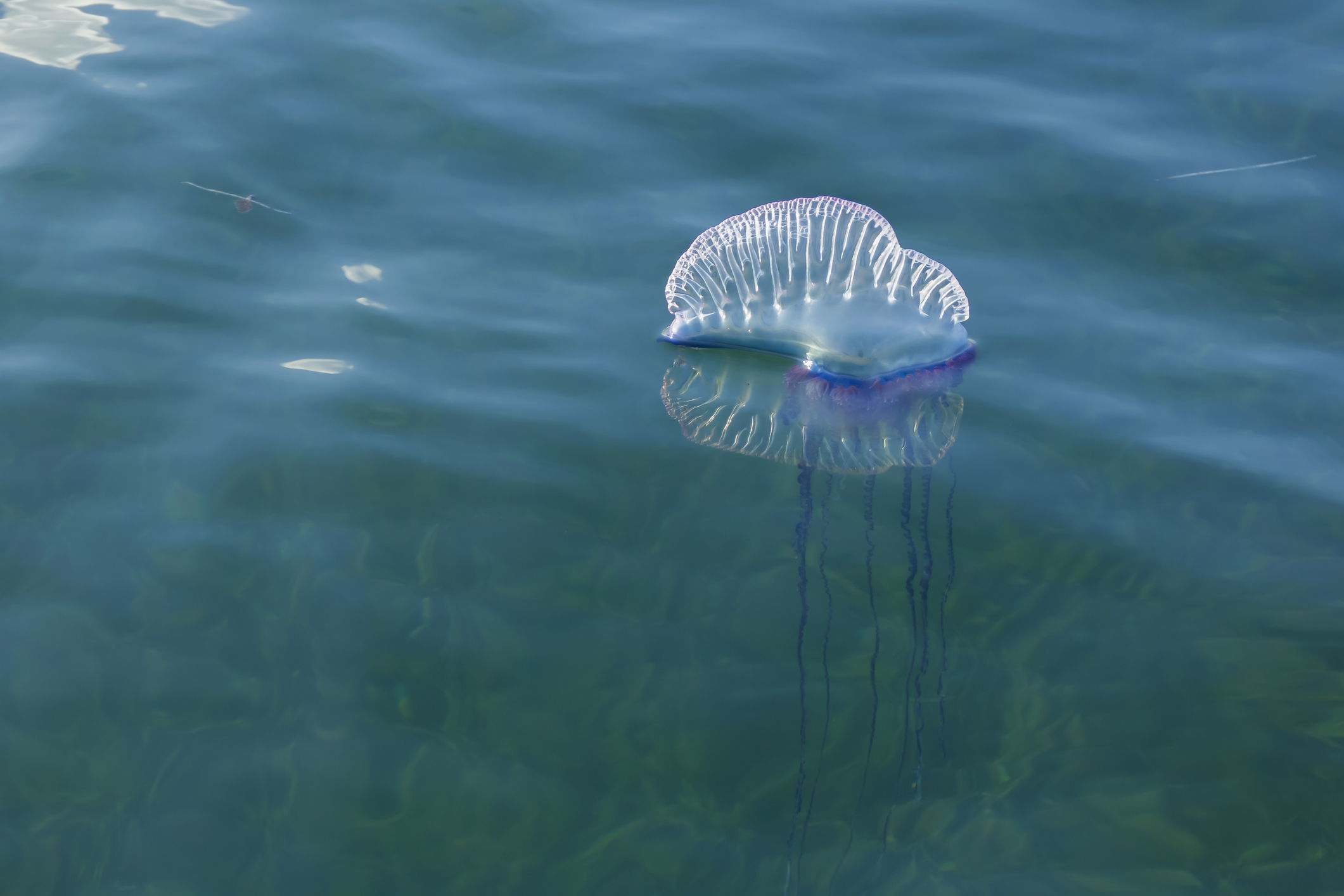 Especies marinas venenosas que puedes encontrar en la playa este verano