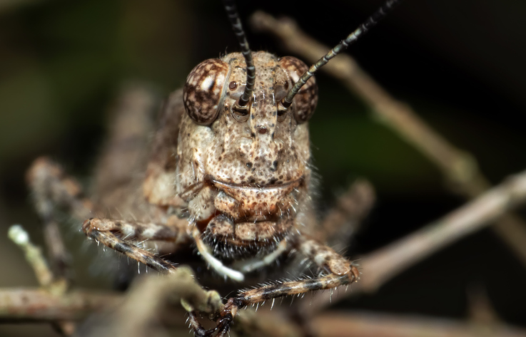 Grasshoppers take Vegas by swarm, disrupting weather radar, tourism