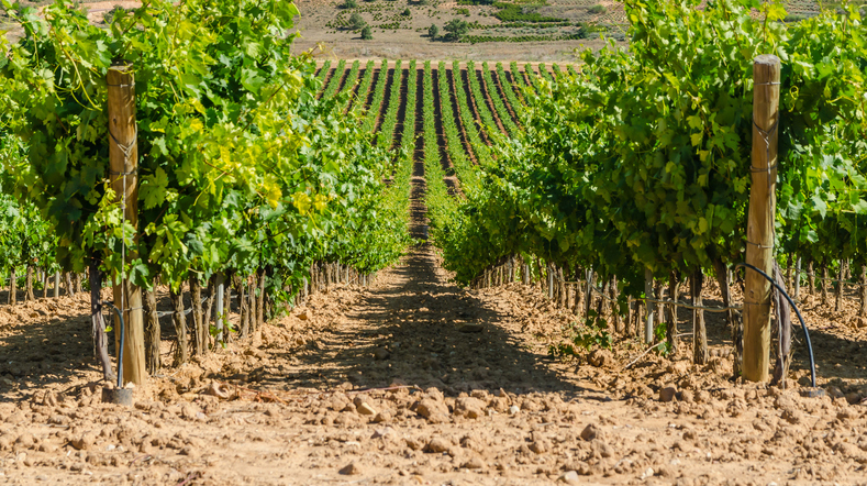 iviera-del-duero-burgos