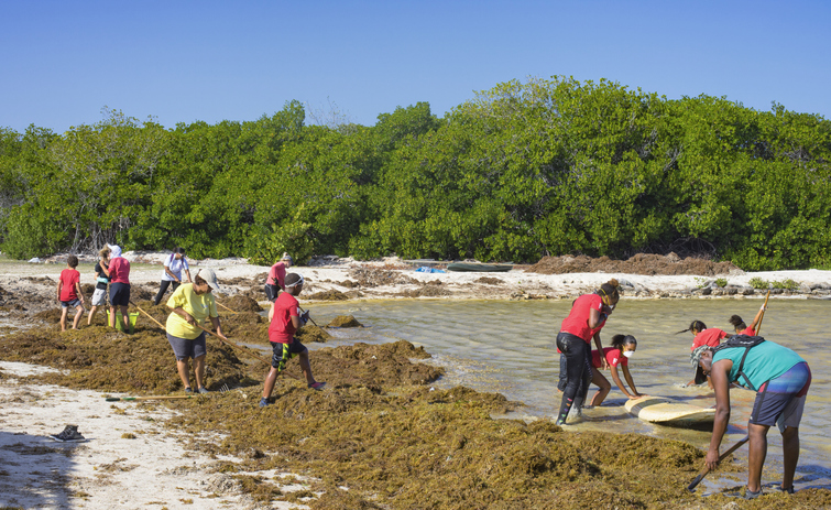 Toxic seaweed a menace to Caribbean tourists