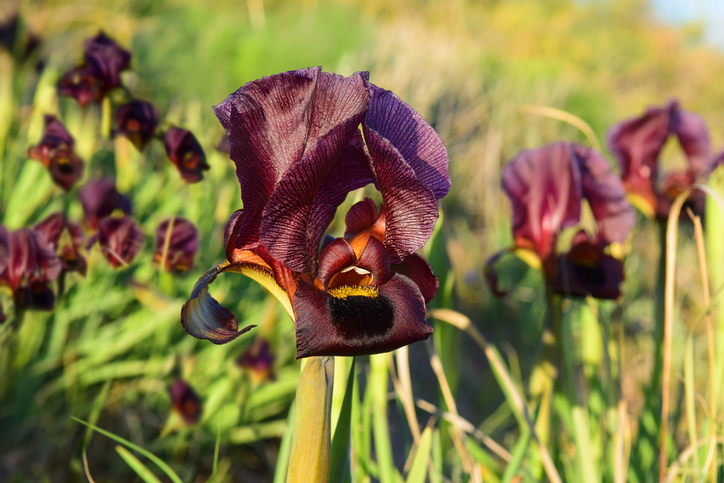 iris-reserve-netanya-israel
