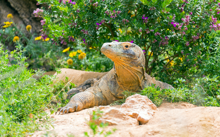 Indonesia to close giant lizard island leaving guides, villagers in the lurch