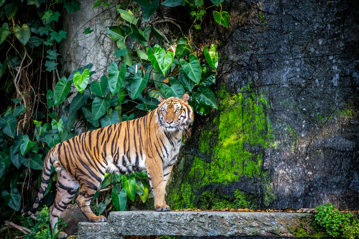 Thai touristic “Tiger Temple” blames gov’t for deaths of rescued tigers