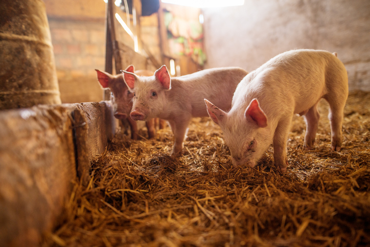 World’s first airport therapy pig hogs the limelight at San Francisco airport
