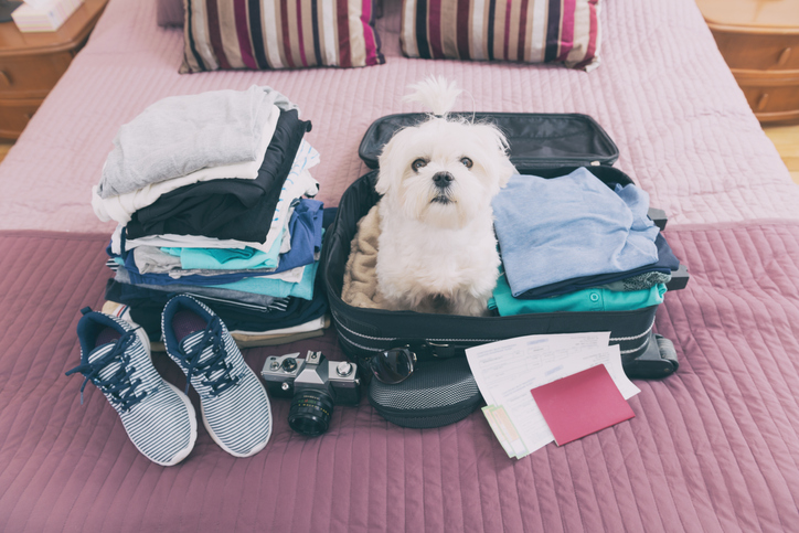 ¿Viajas con tu perro? Conoce las 10 ciudades más dog-friendly de España