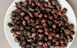 Las comidas más raras del mundo…¿las probarías?