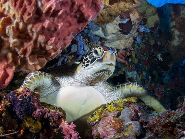 Bunaken National Marine Park North Sulawesi Indonesia