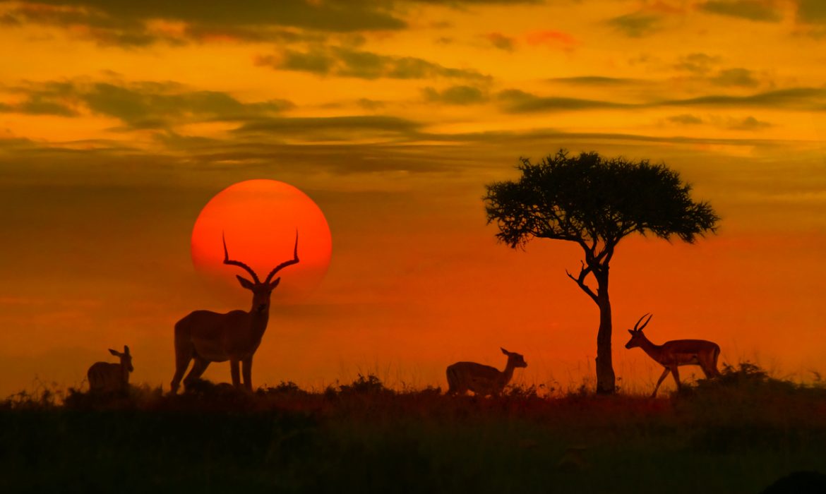 With no tourists to watch migration, Kenyan operator’s planes are grounded