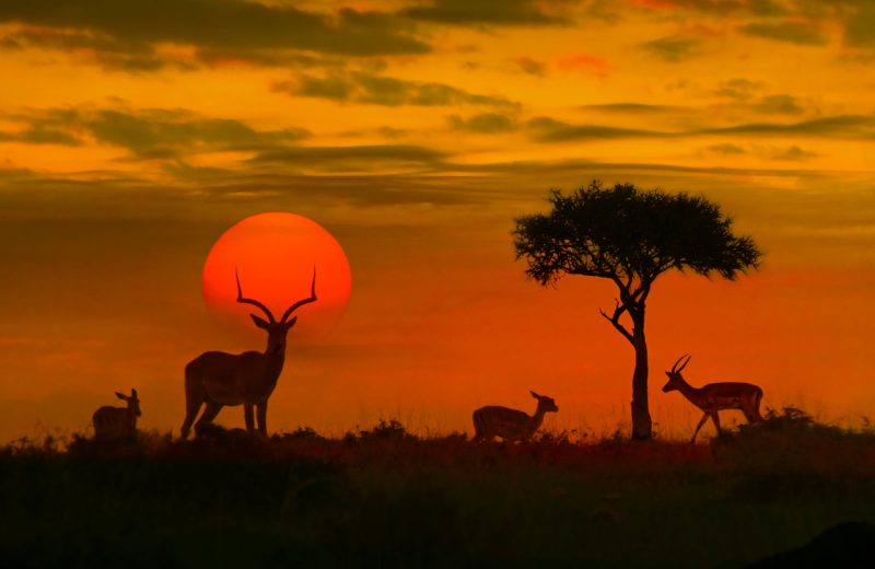 With no tourists to watch migration, Kenyan operator’s planes are grounded