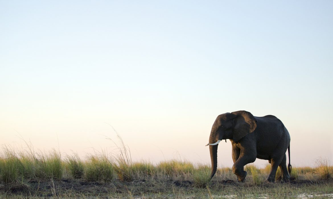 Botswana investigating mystery deaths of at least 275 elephants