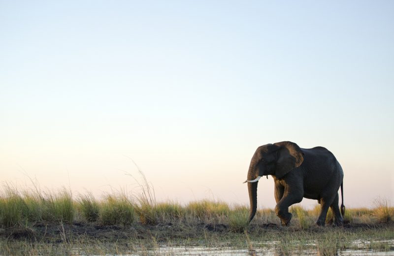 Botswana investigating mystery deaths of at least 275 elephants