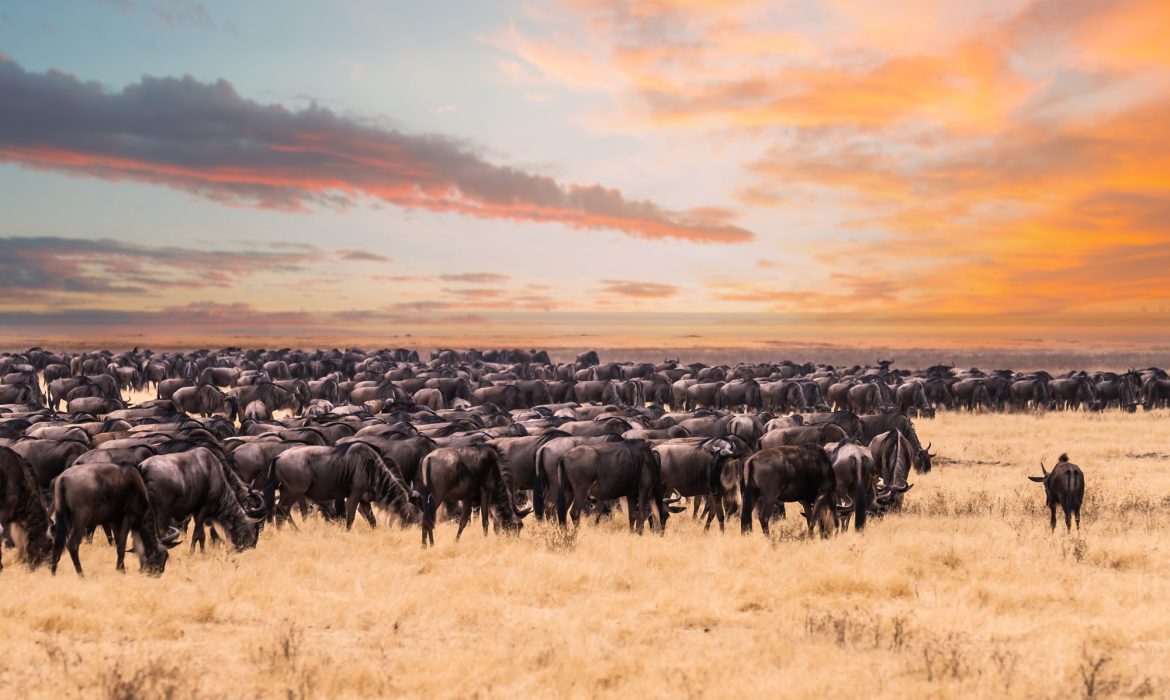 Kenya’s famed wildebeest migration begins without foreign tourist crowds